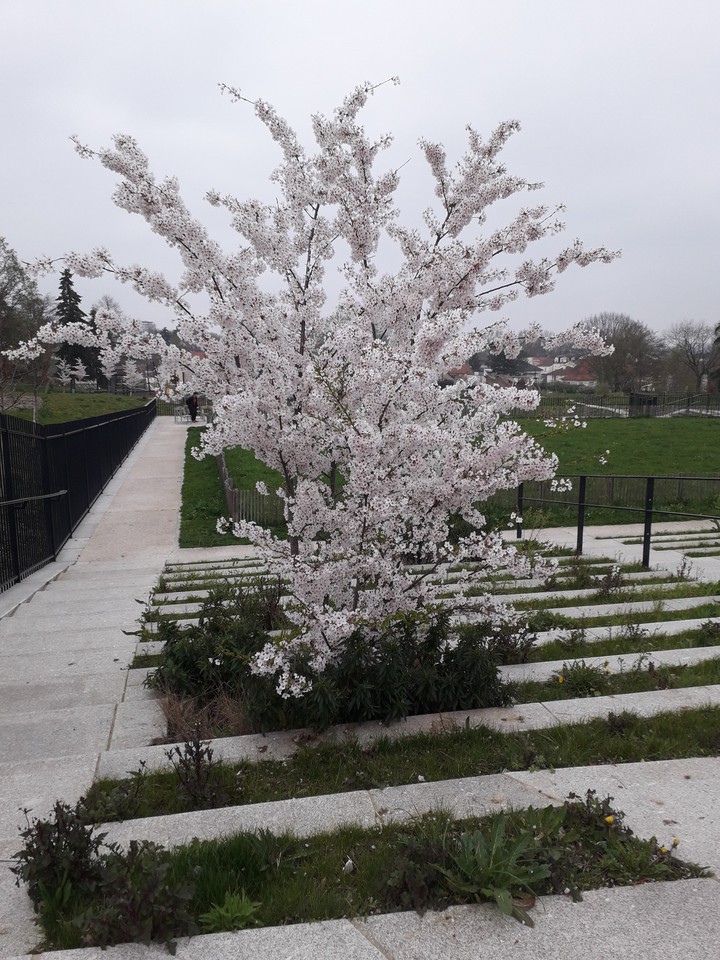 printemps