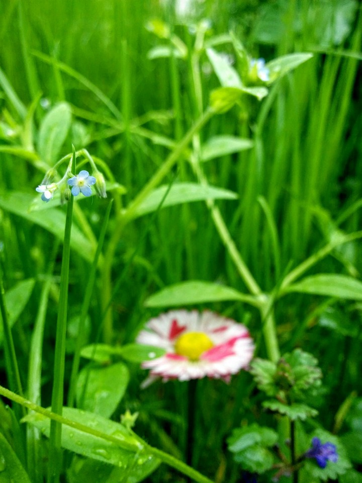 flower2