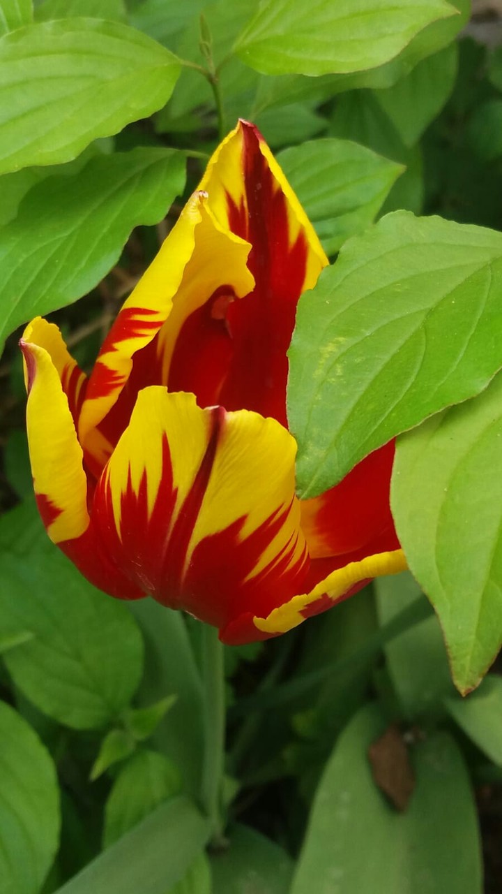 Tulpe