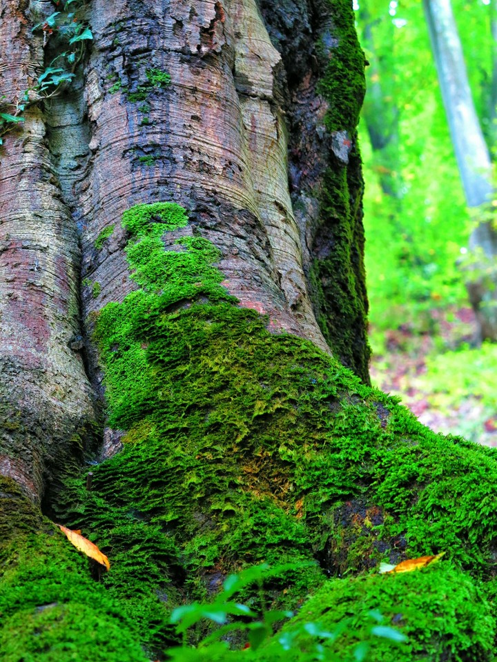 Natura