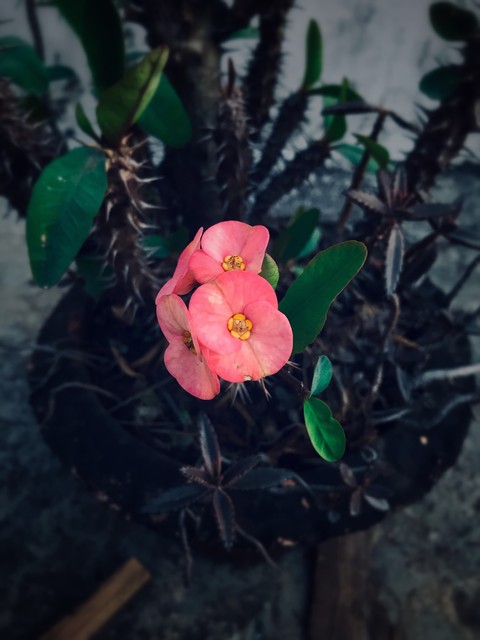 flower