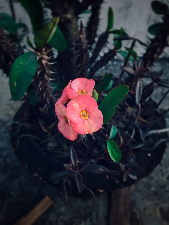 flower