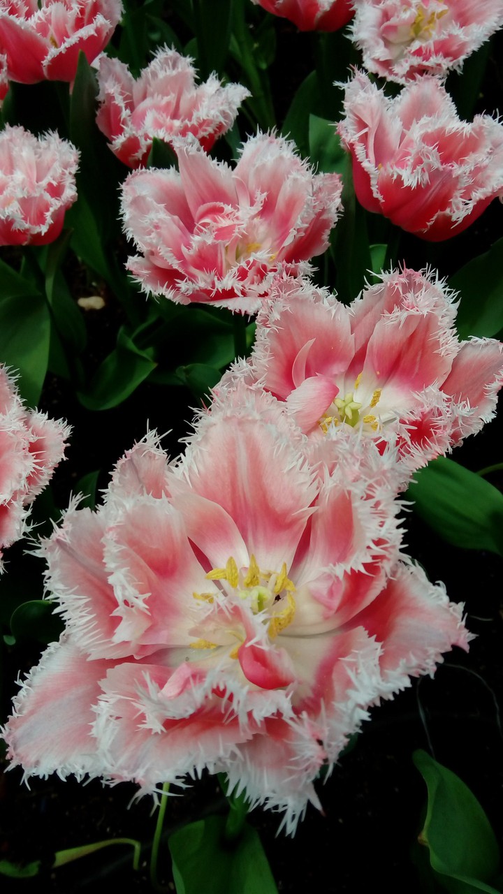 Beauty