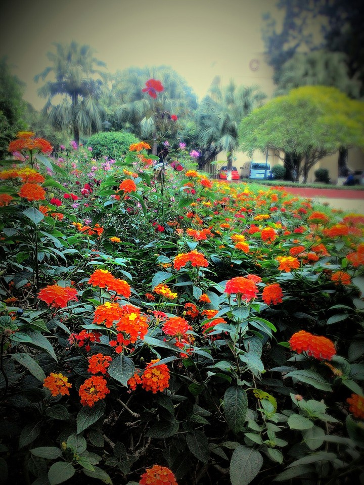 five-colour flowers