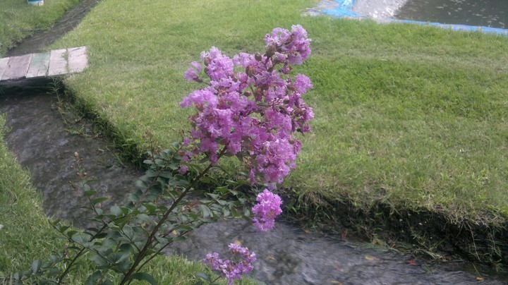 flower