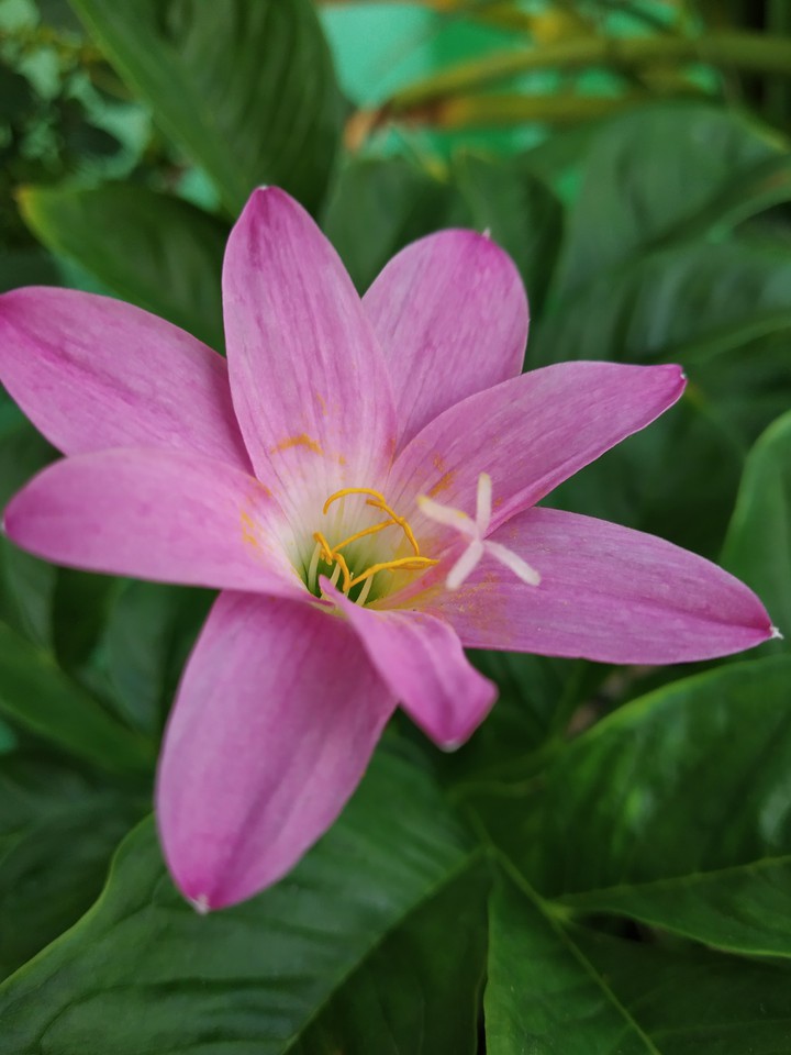 Pink flower
