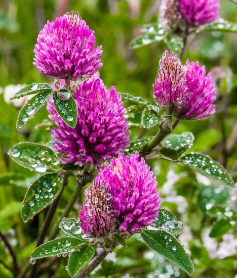 обои flower, subshrub