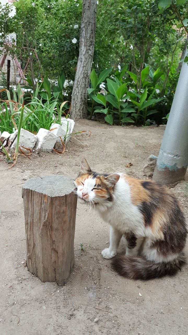 Relaxing cat