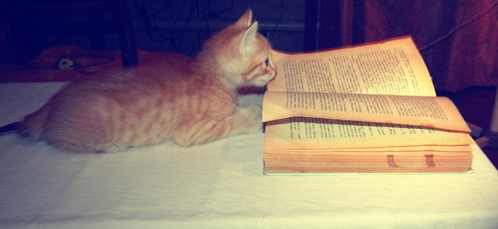 Cat Scientist