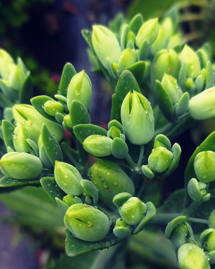 Rain plant