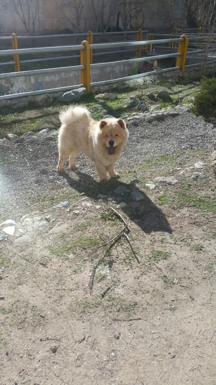 ChowChow Dog