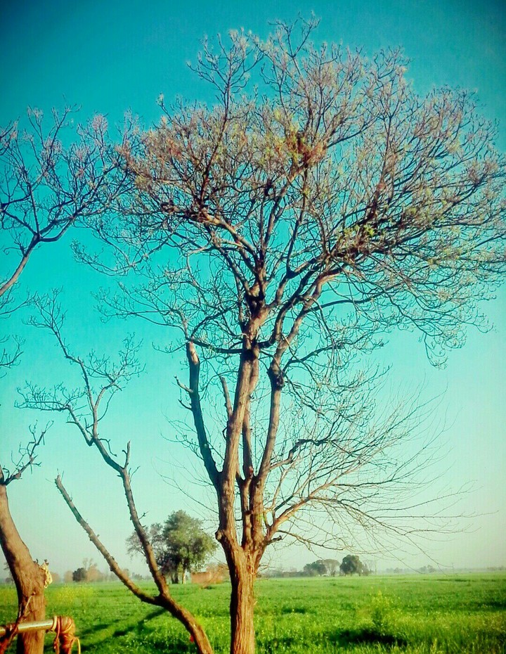 Tree