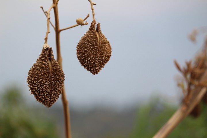 Urucum tree