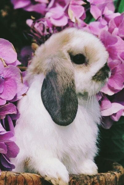Rabbit