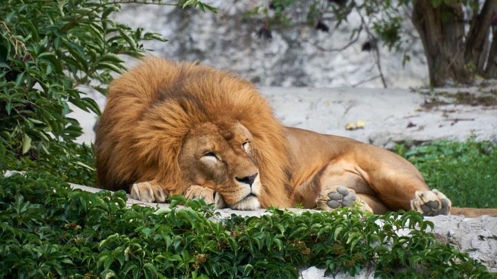 lion ?