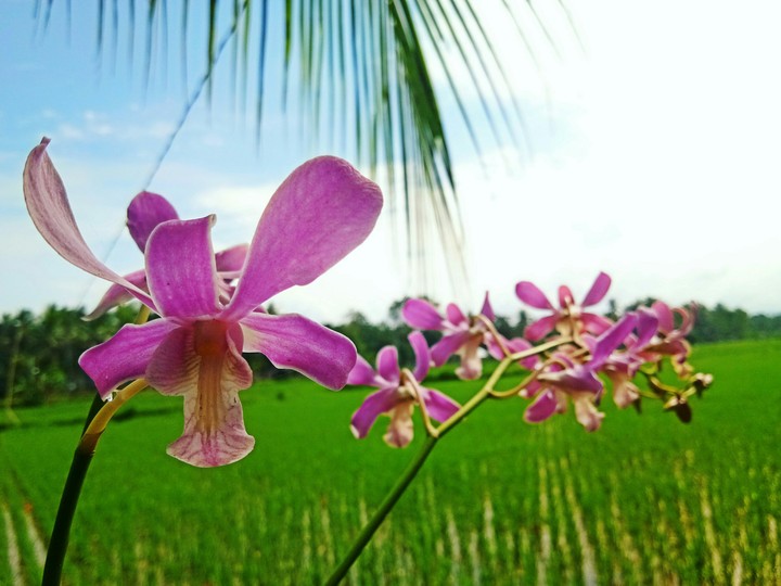 orchids