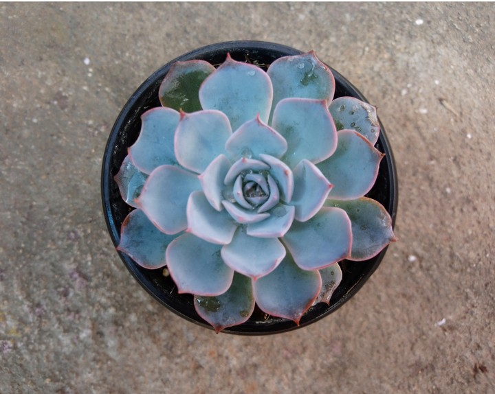 lotus shaped cactus