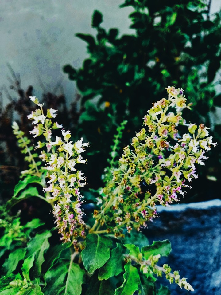 flowers