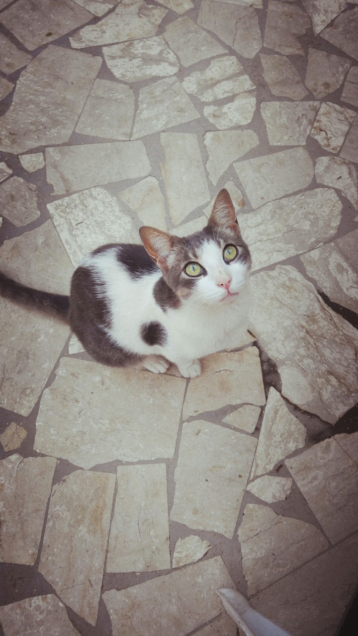 Mr. Tofu