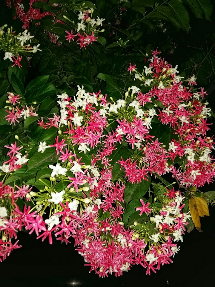 Combretum indicum