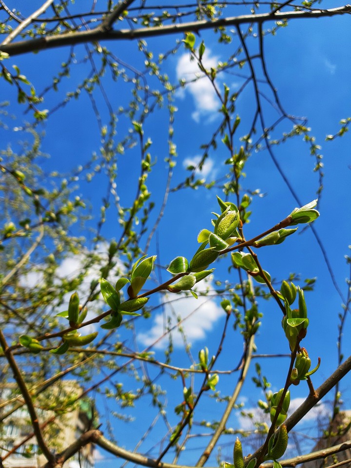 spring