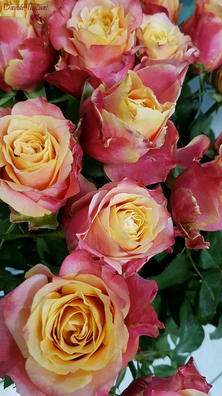 roses