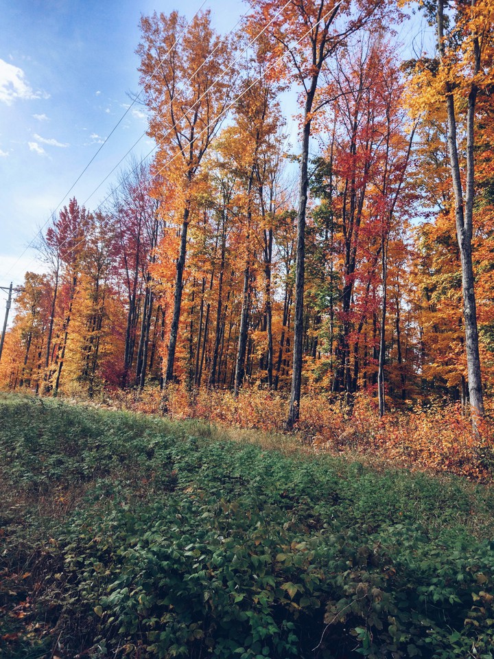Tunnel of Trees