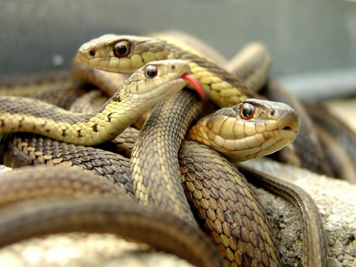 snake