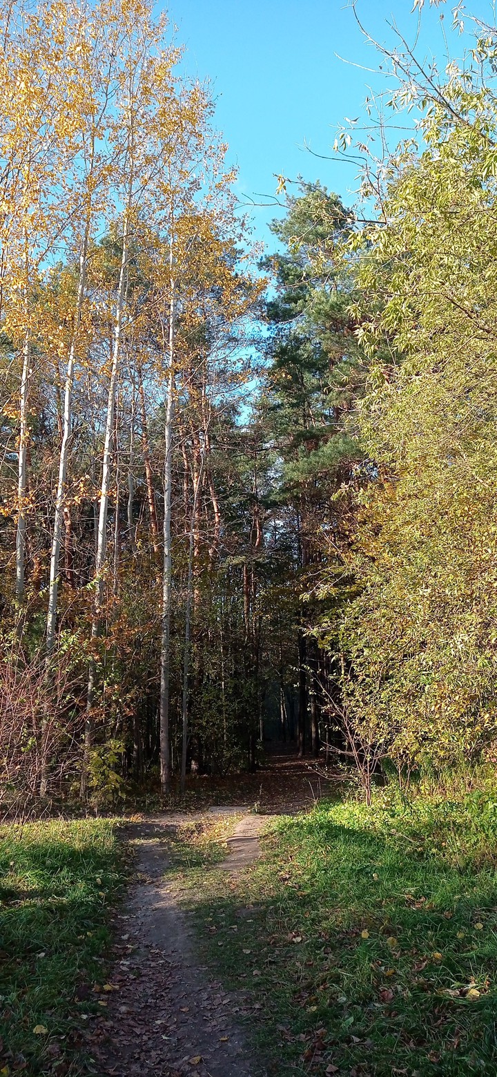 Forest