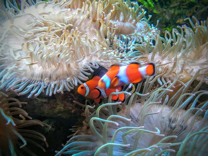 Clownfish