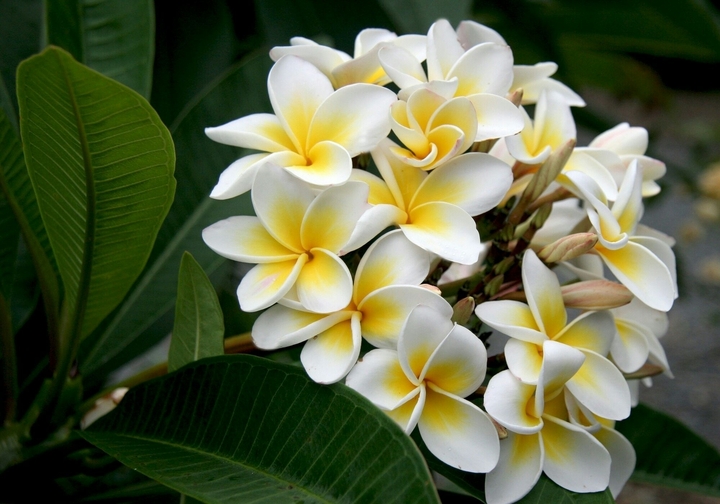 plumeria