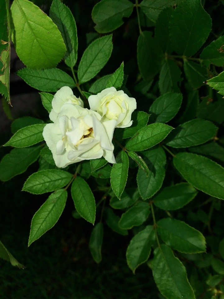 roses