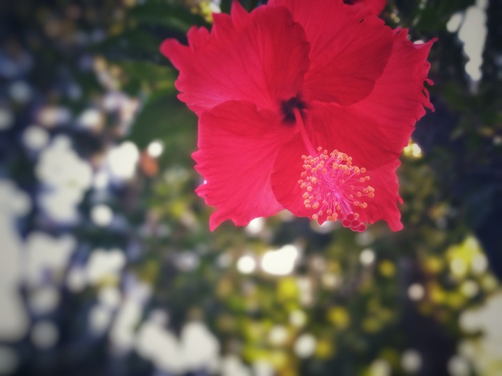 Hibiscus