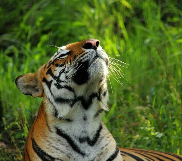 tiger in nature