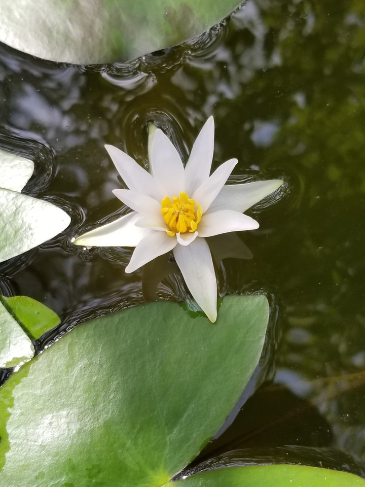 水辺の妖精
