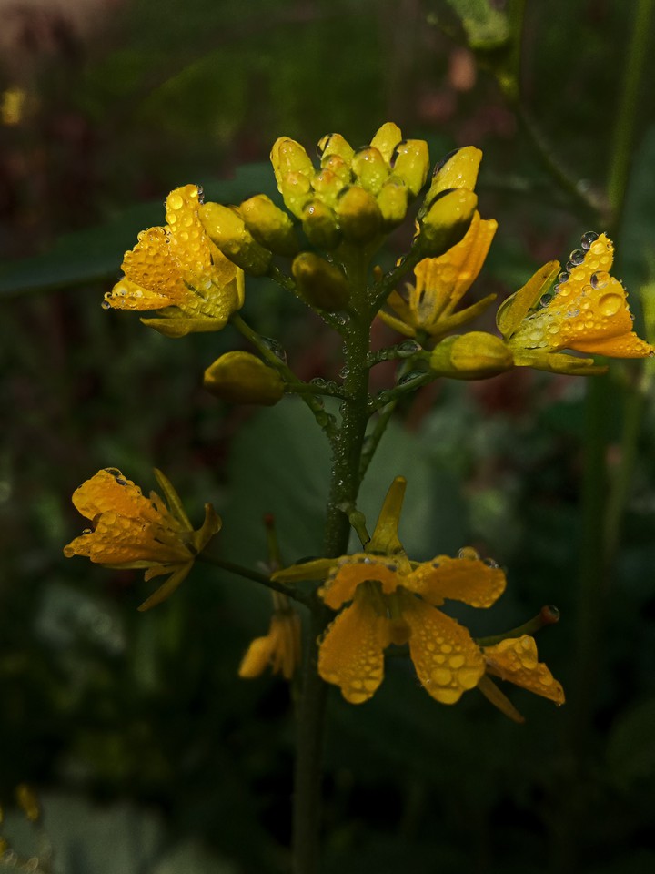 dewdrops