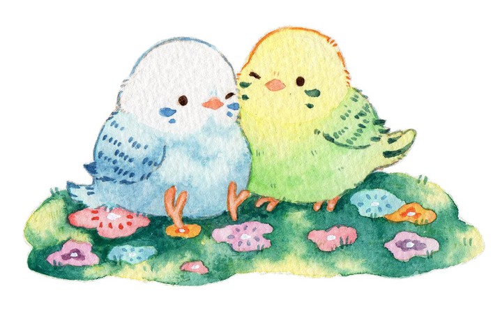 budgies