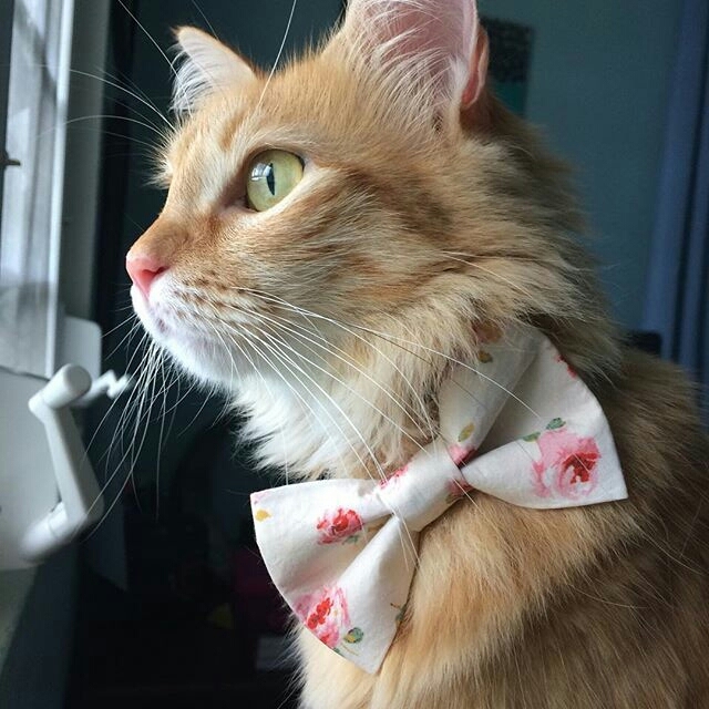 BEAUTIFUL CAT...