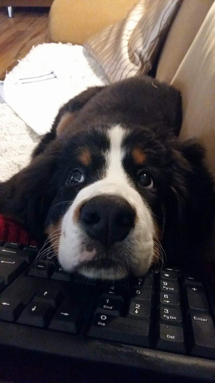 bernease mountain dog