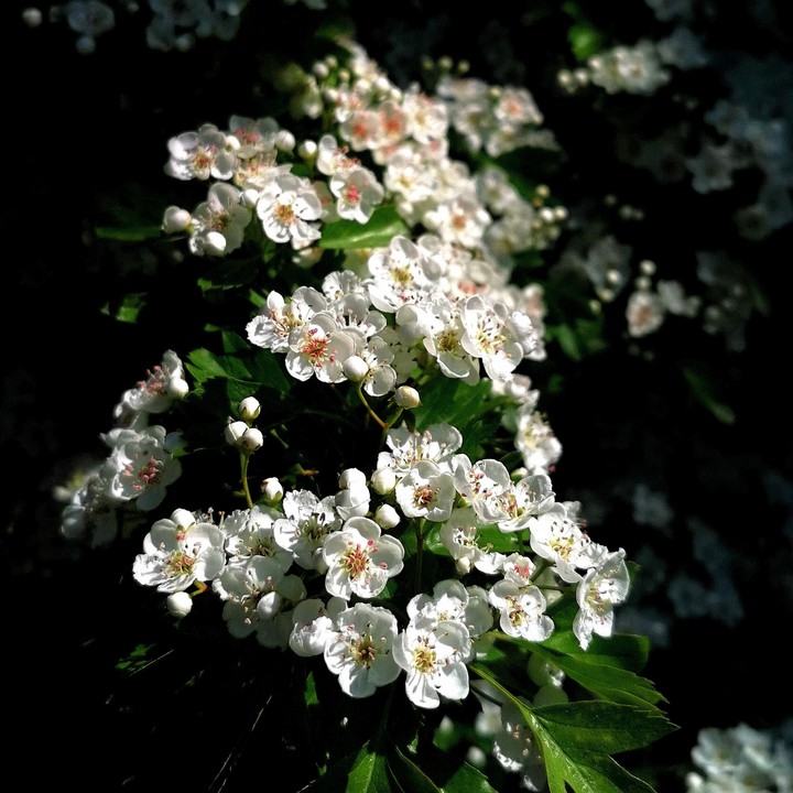 fower buds on a tree