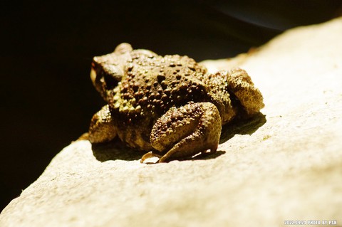 tapety anaxyrus, amphibian