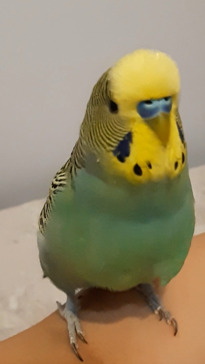 budgie cancan