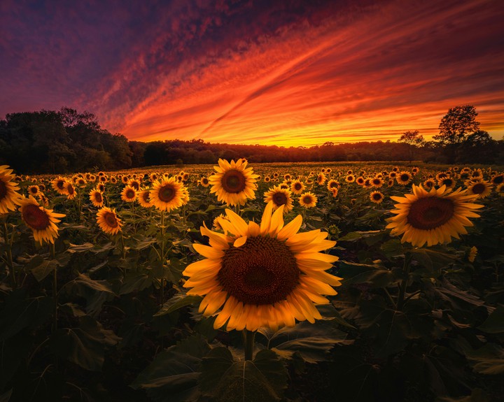 Nature...