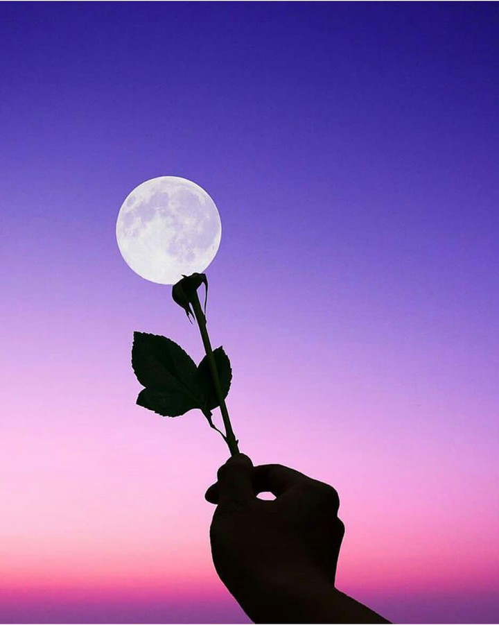 moon flower