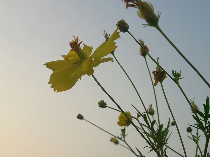 flower power