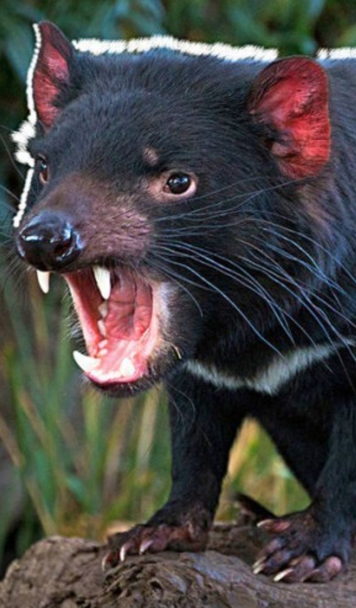 demonio de tasmania
