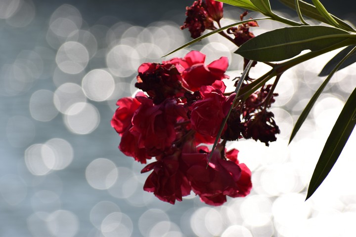 Lakeside flower 1