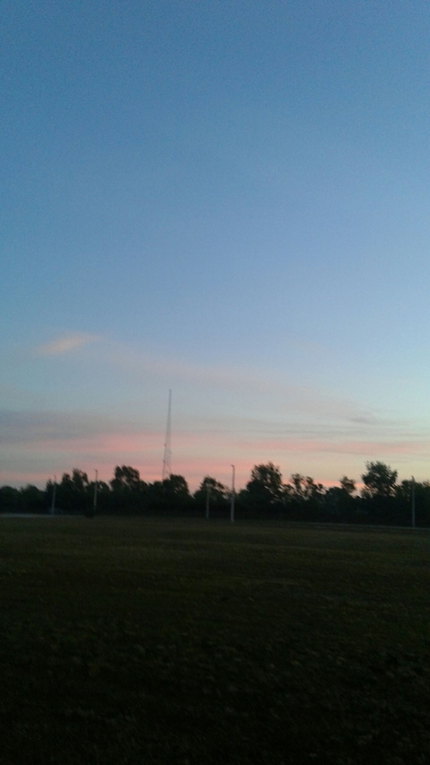 Morning glory.
