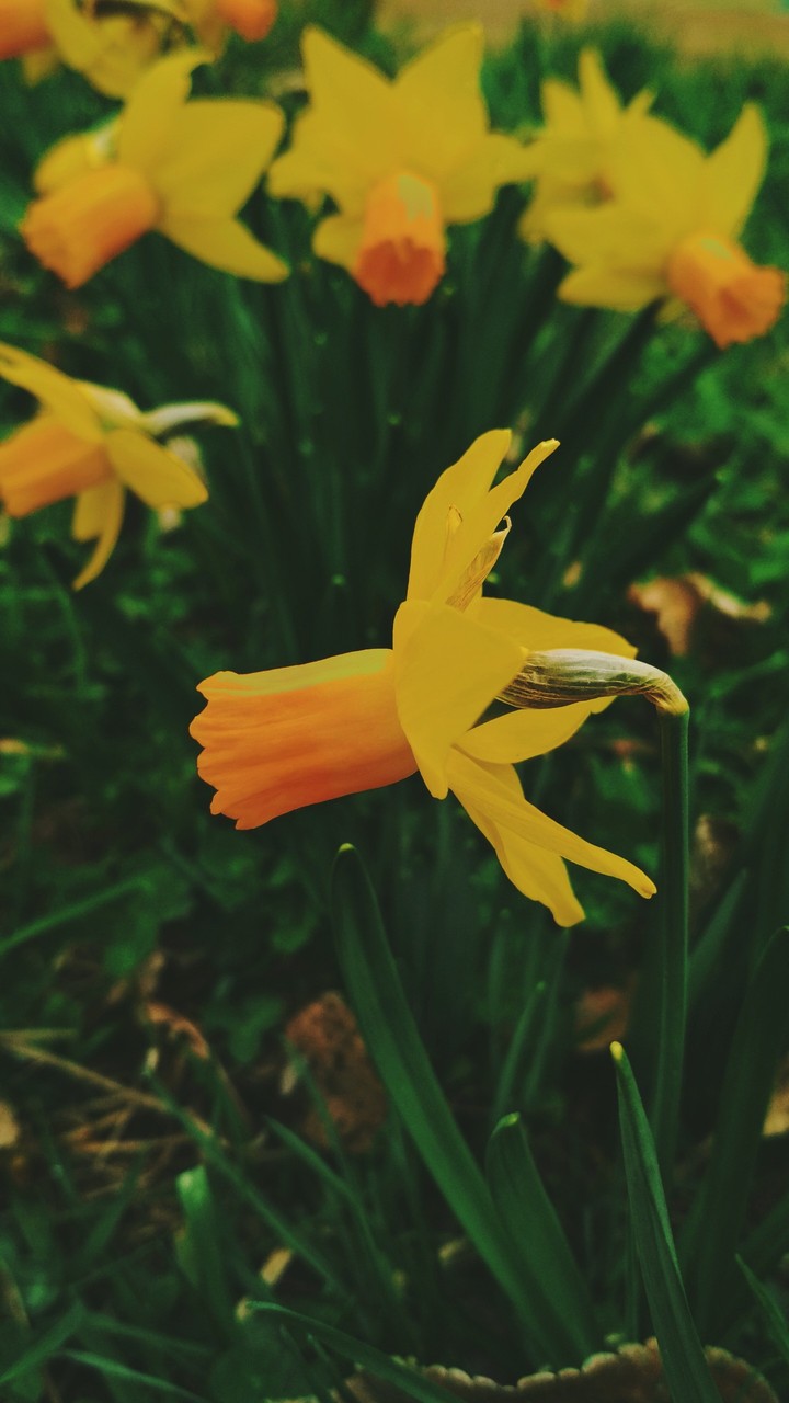 daffodils
