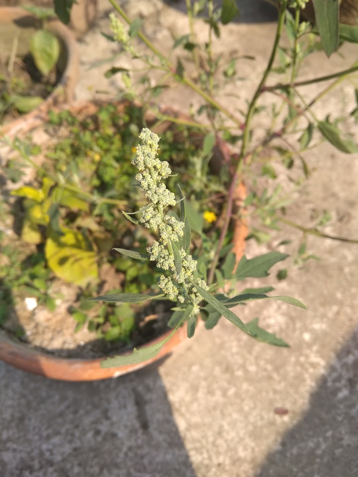 beautiful plants